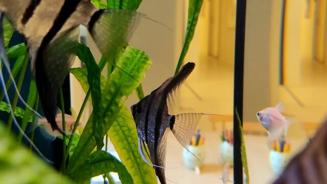 Life underwater: vibrant aquarium showcase