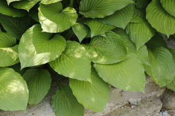 Garden Leaves and Foliage Green