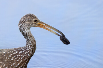 A limpkin (Aramus guarauna) feeding on shellfish in Myakka River State Park, Florida