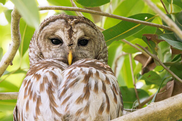 A beautiful barred owl (Strix varia) 