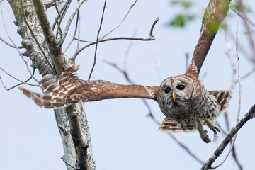 A beautiful barred owl (Strix varia) 