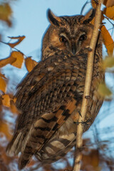 long-eared owl sits on a high birch in autumn close-up	

