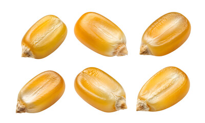 Corn seeds isolated, Corns collection, Collection set of corn seeds cut out isolated