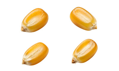 Corn seeds isolated, Corns collection, Collection set of corn seeds cut out isolated