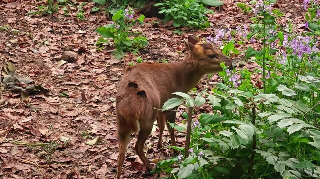 a brown Muntiacus reeves eat the grass in the zoo