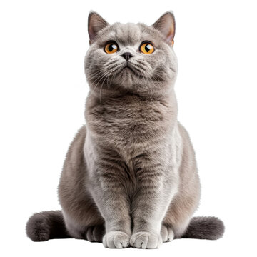 British shorthair cat isolated on transparent background