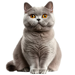 British shorthair cat isolated on transparent background