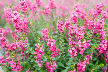 Beautiful pink Salvia nemorosa flowers in full bloom growing in the garden