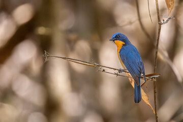 Tickell's blue flycatcher