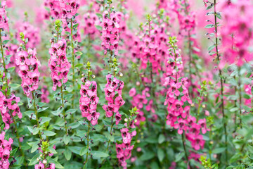 Obraz premium Beautiful pink Salvia nemorosa flowers in full bloom growing in the garden