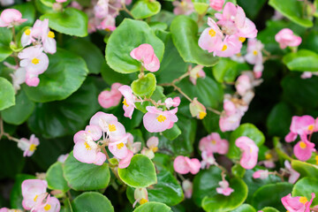 Pink Begonia flower, Begonia semperflorens.