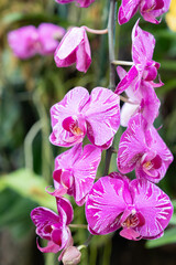 Beautiful Phalaenopsis orchids with beautiful flowers.