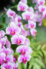 Beautiful Phalaenopsis orchids with beautiful flowers.