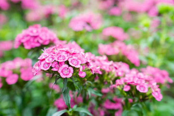 Beautiful pink Dianthus flower in the garden