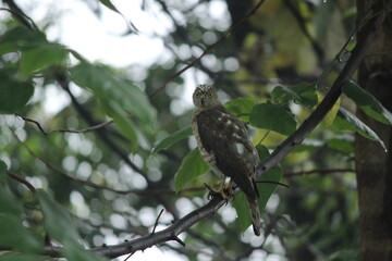Locking Eyes with Indian Shikra