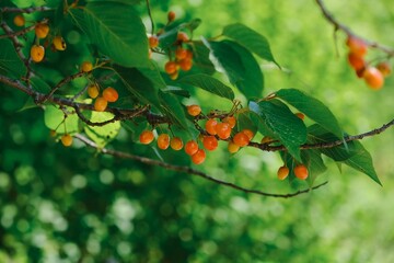 branch of a tree with red berries, cherry tree
