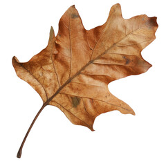Fototapeta premium brown dry leaf. in white background, Dry Sycamore Leaf Isolated On Transparent or white Background. Autumn Leaf Texture, Closeup. 