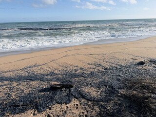 Numerous Blue Velella Jellyfish on the Shore.