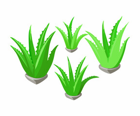 Vibrant Aloe Vera Plants in Pots