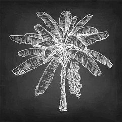 Naklejka premium Banana tree chalk sketch.