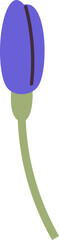 Minimalist Tulip Bud Illustration