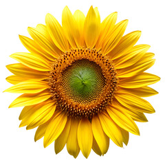 Fototapeta premium Vibrant Yellow Sunflower Isolated on White