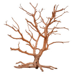 Fototapeta premium Dry and Leafless Tree with Twisted Branches Isolated on White Background for Artistic Use