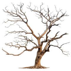 Fototapeta premium Bare and Twisted Tree with Gnarled Branches Set Against a Transparent Background