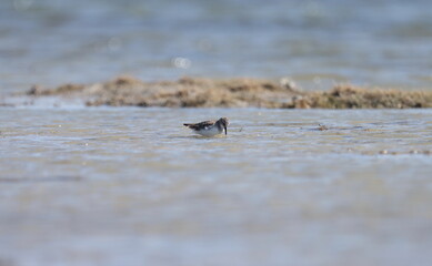 Small seabird swimming in river water. 
