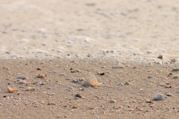 Seashell on the beach. Selective focus.