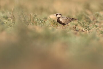 Ashy crowned sparrow lark standing on ground.