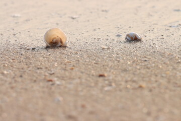 Seashell on the beach. Selective focus.