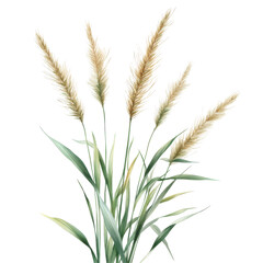 Fototapeta premium Elegant Pampas Grass Watercolor Botanical Illustration Nature Decor, isolated on transparent background