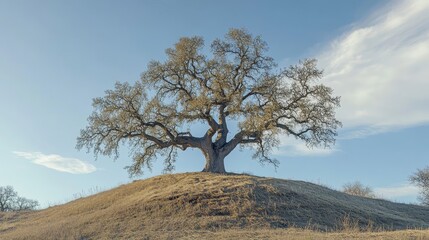 tree in the snow