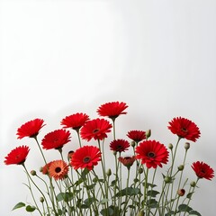 Obraz premium red poppy flowers