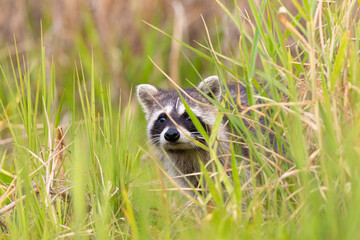 Adorable raccoon (Procyon lotor) at Myakka River State Park, Florida