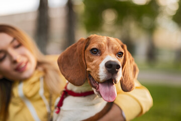 Joyful beagle dog with its owner relaxing in a sunny and lush green park. The dog has a cheerful...
