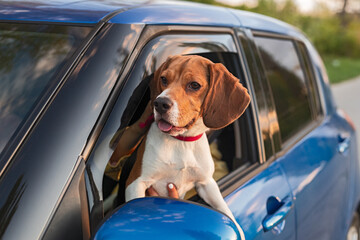 A friendly beagle dog with a red collar looks out of a moving car window, enjoying an adventure on a sunny day with trees visible in the background.