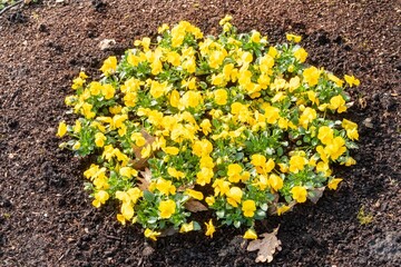 Yellow pansies blooming in garden bed creating a vibrant display