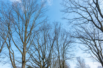 Leafless tree branches reaching for the blue sky in winter
