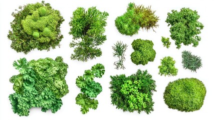 Lush Green Moss Collection