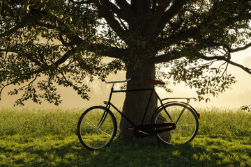Fototapeta premium black bicycle leaning against an oak tree in the idyllic grassy landscape in the evening sunlight. 3D Rendering