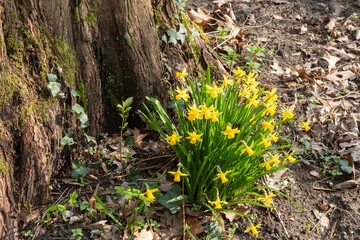 Yellow daffodils growing at the base of a tree trunk in spring