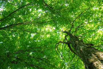 Fototapeta premium green forest background in a sunny day