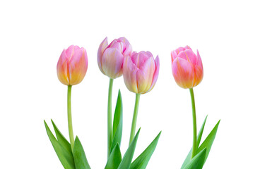 Pink tulips on white background.