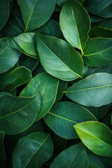 Fototapeta premium Lush green foliage creating a vibrant natural texture background with intricate leaf veins and organic patterns for a serene botanical mood