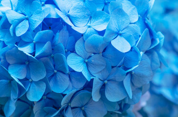 Blue Hydrangea background. Hortensia flowers surface.