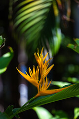 Plant Heliconia psittacorum , perennial herbaceous plant