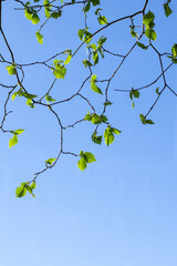 Twigs with spring small leaves against a blue sky in clear day