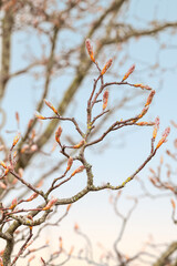 close-up photo of twigs with unbroken kidneys
